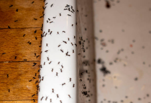 Best Insect Control  in Lake Of The Woods, IL