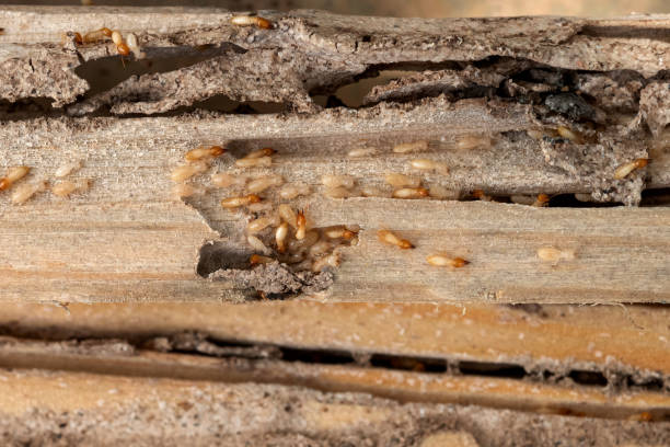 Best Exterminator Services  in Lake Of The Woods, IL