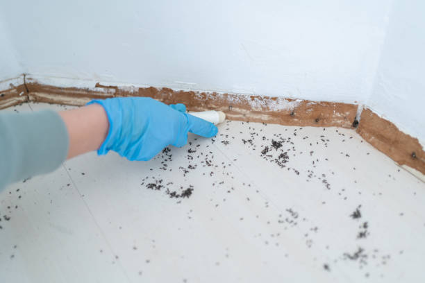 Best Termite Control Services  in Lake Of The Woods, IL
